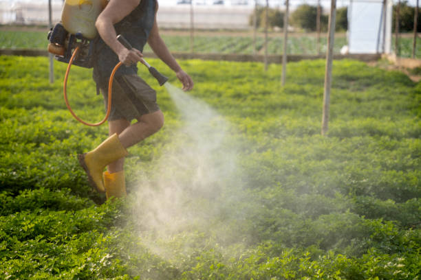 Best Affordable Pest Control Services  in Fairview, GA