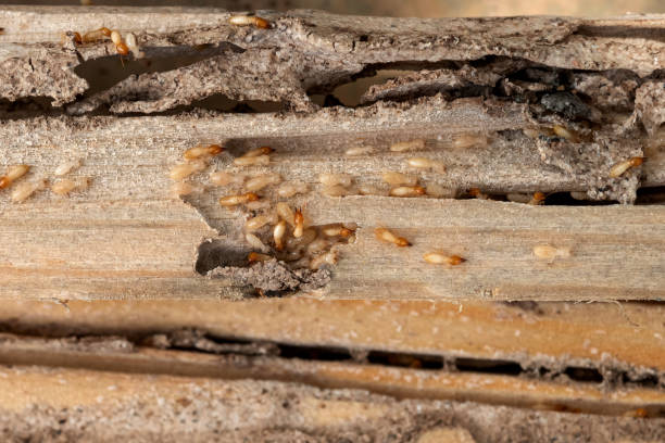 Best Emergency Pest Control  in Fairview, GA