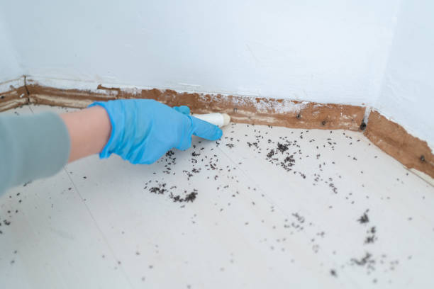 Best Wasp Removal Services  in Fairview, GA